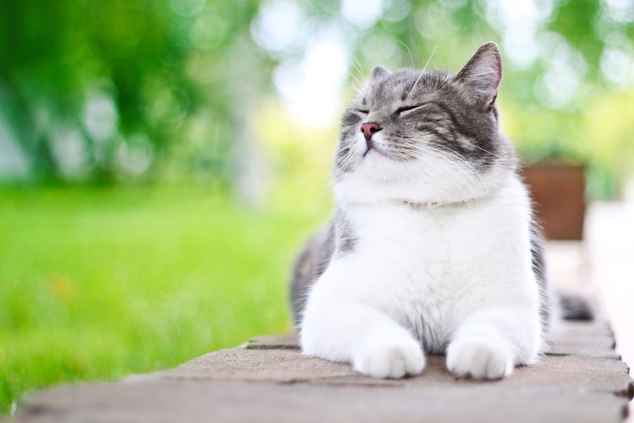A cat's hearing is pretty impressive, but does it take out the top spot?